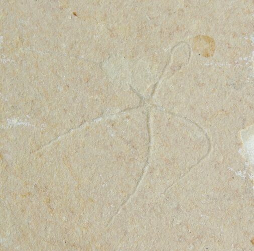 Cretaceous Brittle Star (Geocoma) Fossil - Lebanon #106190